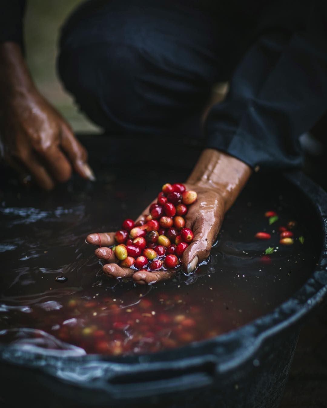 Fresh coffee cherries being washed during processing