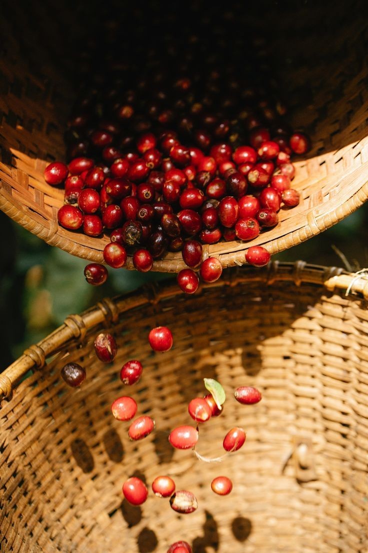Ripe red coffee cherries in woven harvesting baskets